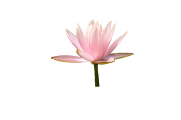 pink lotus flower transparent background