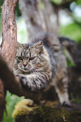 cat