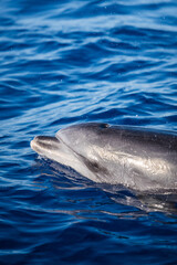 Fototapeta premium dolphin