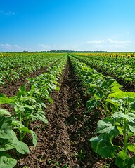 Summer Sunflower Blossom Landscape high resolution picture