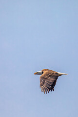 Obraz premium Bald Eagle (Haliaeetus leucocephalus) adult, flying in a blue sky with copy space