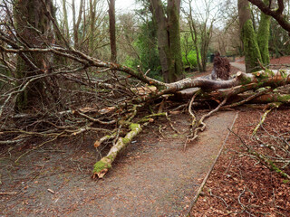 Scene in a forest park after powerful hurricane with trees fallen on the footpath. Effect of a strong storm wind. Destruction caused by nature to nature. Nobody. Green and brown tone.