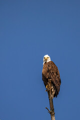 Bald Eagle (Haliaeetus leucocephalus) adult, perched in a dead tree