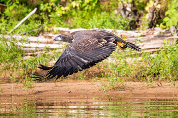 Bald Eagle (Haliaeetus leucocephalus) immature, flying over the waterfront of the Rainbow Flowage in northern Wisconsin