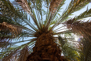 Date Palm tree close up on blue sky background.