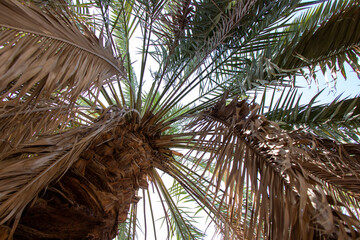 Date Palm tree close up on blue sky background.