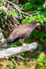 Bald Eagle (Haliaeetus leucocephalus) immature, perched on a branch on the Rainbow Flowage in northern Wisconsin