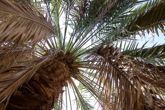 Date Palm tree close up on blue sky background.