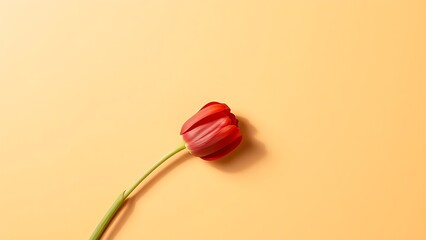 Single red tulip on a warm beige surface, arranged in a minimalist top-down composition.