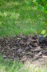 Sparrow