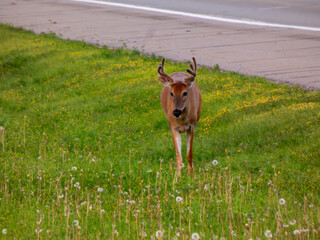 A white-tailed deer in the meadow