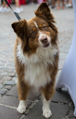 Friendly brown and white dog with perked ears and curious expression