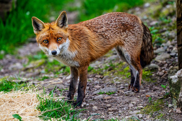 red fox vulpes