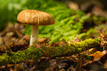 mushroom in the moss