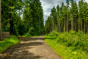 road in the forest
