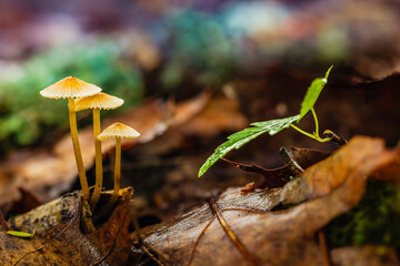 mushroom in the forest
