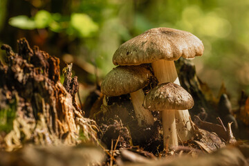 mushrooms in the forest