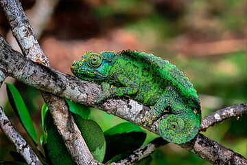 chameleon on a branch