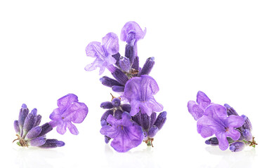 Naklejka premium Lavender flowers isolated on a white background, macro. Lavender blossoms.