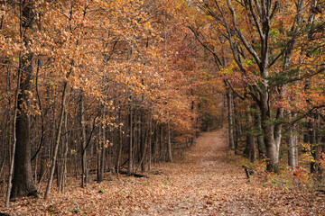 A Trail in the Woods Covered with Fall Leaves in Autumn