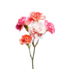 Close-up of a bouquet of carnations in varying shades of pink and white