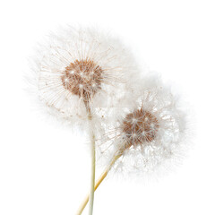 Two dandelion seed heads close up