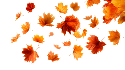 Falling isolated autumn colored maple leaves