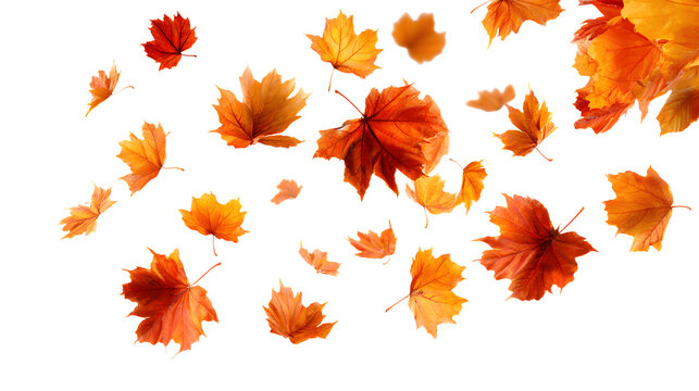 Falling isolated autumn colored maple leaves