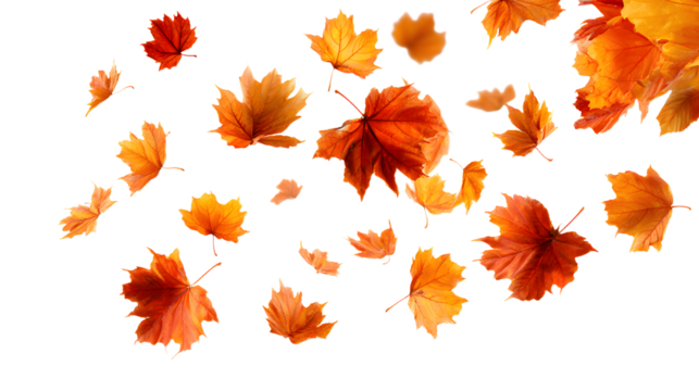 Falling isolated autumn colored maple leaves