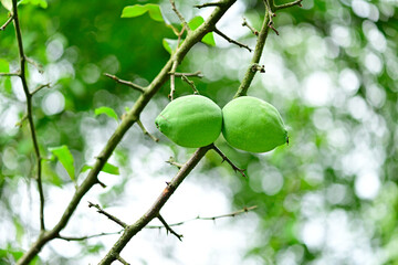 Cathaya-Scheinquitte