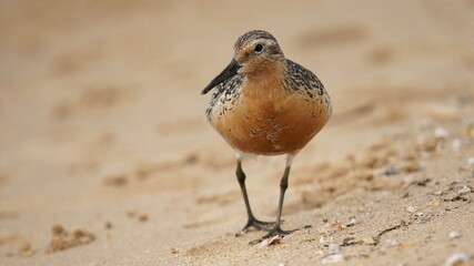Red-plumaged sandpiper on the shore (close-up). The red knot or just knot (Calidris canutus) is a medium-sized shorebird which breeds in tundra and the Arctic Cordillera in the far north of Canada. 