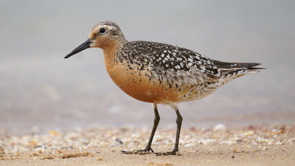 Red-plumaged sandpiper on the shore (close-up). The red knot or just knot (Calidris canutus) is a medium-sized shorebird which breeds in tundra and the Arctic Cordillera in the far north of Canada. 