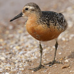 Red-plumaged sandpiper on the shore (close-up). The red knot or just knot (Calidris canutus) is a medium-sized shorebird which breeds in tundra and the Arctic Cordillera in the far north of Canada. 