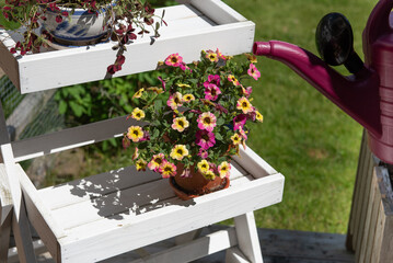 Watering flowers on terrace with plastic pink can
