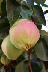 Close-Up of Ripe Pear on TreeClose-Up of Ripe Pear on Tree