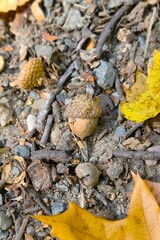 The Oak Acorn in Autumn