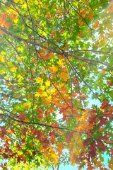 The Beautiful Colors of Autumn