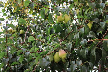 Pear Tree Branches with Green Fruits