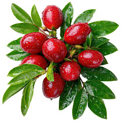A vibrant cluster of red berries glistens with fresh raindrops, surrounded by lush green leaves in a detailed close up image on a pure white background.