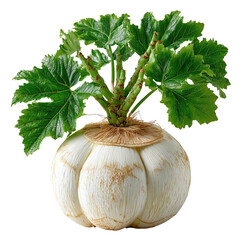 A unique plant with large green leaves sprouts from a round white root vegetable, showcased on a white background evoking a sense of freshness and natural beauty.