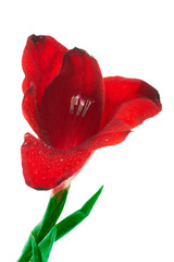 a gladiolus flower grows on a beautiful background