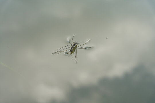 Wasserl&auml;ufer Insekten Gerridae auf einem Teich