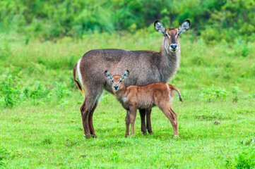 Waterbuck Cow and Calf in Arusha National Park