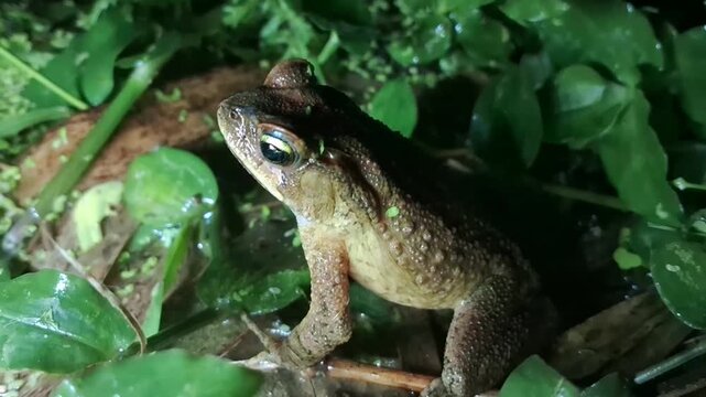 Sapo-cururu, Sapo-boi ou Cururu, nativo das Am&eacute;ricas Central e do Sul. G&ecirc;nero Rhinella, que inclui centenas de esp&eacute;cies de sapos diferentes, distribu&iacute;das principalmente pelo Brasil