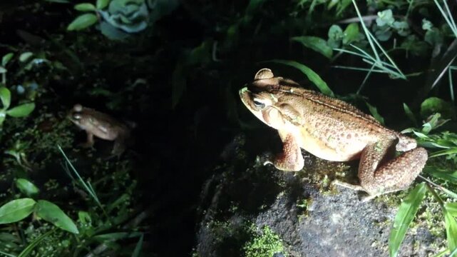 Sapo-cururu, Sapo-boi ou Cururu, nativo das Am&eacute;ricas Central e do Sul. G&ecirc;nero Rhinella, que inclui centenas de esp&eacute;cies de sapos diferentes, distribu&iacute;das principalmente pelo Brasil