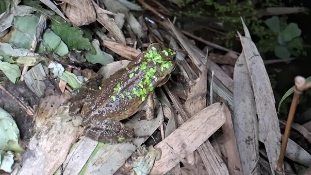 Sapo-cururu, Sapo-boi ou Cururu, nativo das Am&eacute;ricas Central e do Sul. G&ecirc;nero Rhinella, que inclui centenas de esp&eacute;cies de sapos diferentes, distribu&iacute;das principalmente pelo Brasil