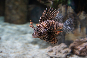 A Red Lionfish in an Aquarium

