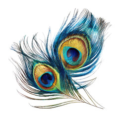 Vibrant peacock feathers against black background