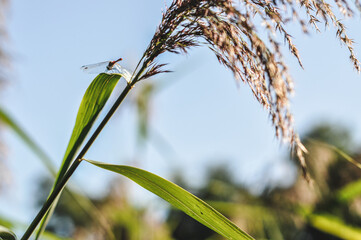 Close-up of Plants Growing Directly Over a Pond