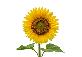 Obraz premium Bright yellow sunflower with green leaves isolated on transparent background